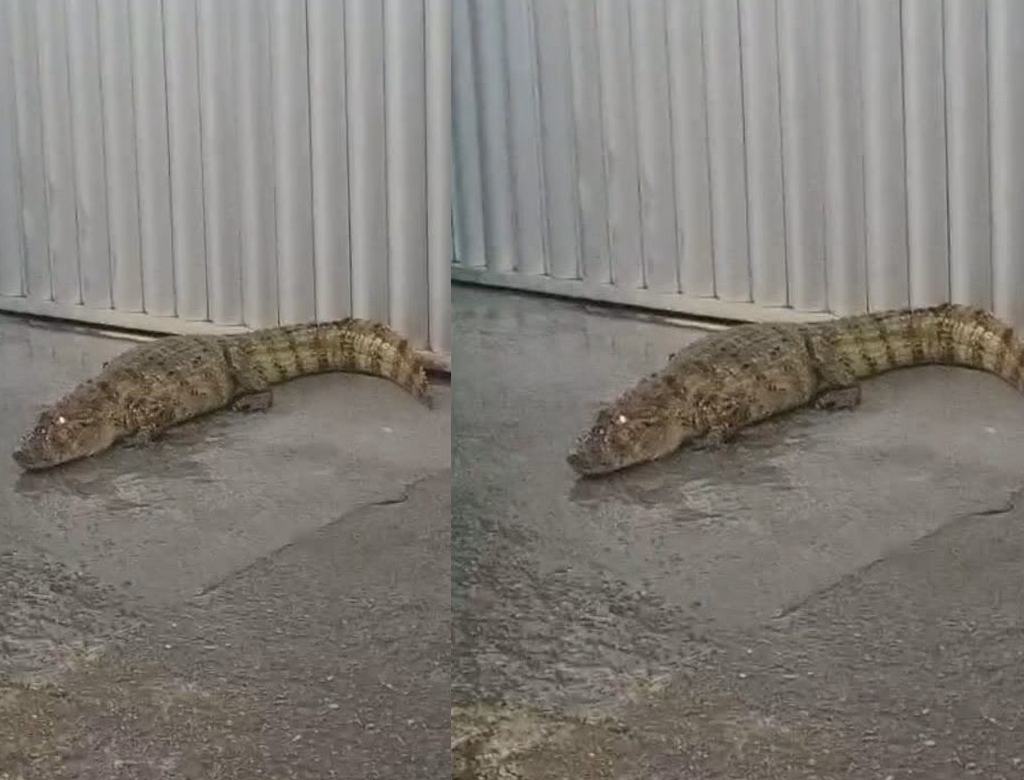 jacaré aparece em área urbana e assusta moradores em mt