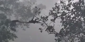 Turistas flagram macacos formando ponte com o rabo entre árvore… e acende alerta em destaque